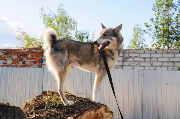 Siberiano husky cane senzatetto in riparo su una passeggiata all'aperto in estate con il tempo soleggiato — Foto Stock
