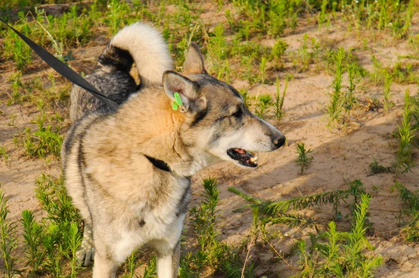 Siberiano husky cane senzatetto in riparo su una passeggiata all'aperto in estate con il tempo soleggiato — Foto Stock