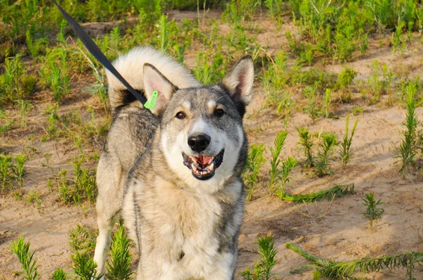 Siberiano husky cane senzatetto in riparo su una passeggiata all'aperto in estate con il tempo soleggiato — Foto Stock
