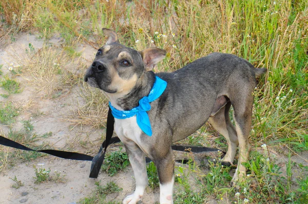 Cão sem-teto terrier recheado em um abrigo para um passeio na rua — Fotografia de Stock