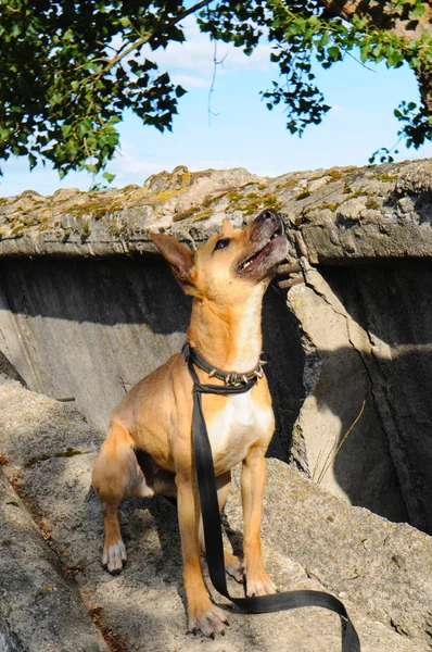 Stray cão sem raça em um abrigo no passeio na rua salta e joga — Fotografia de Stock