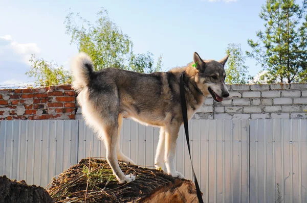 Siberiano husky cane senzatetto in riparo su una passeggiata all'aperto in estate con il tempo soleggiato — Foto Stock