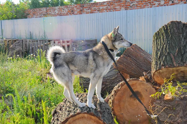 Siberiano husky cane senzatetto in riparo su una passeggiata all'aperto in estate con il tempo soleggiato — Foto Stock