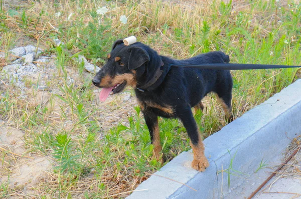 Fröhlicher, aktiver Hund Jagdterrier auf der Straße auf dem Gelände des Tierheims — Stockfoto