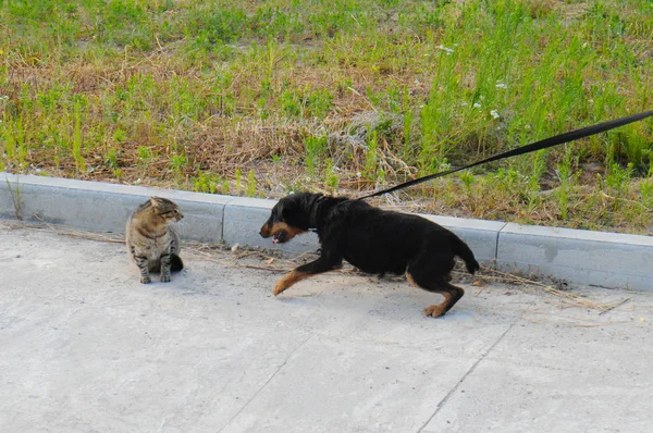 Câine jagdterrier și pisică pe stradă pe teritoriul adăpostului pentru animale — Fotografie, imagine de stoc