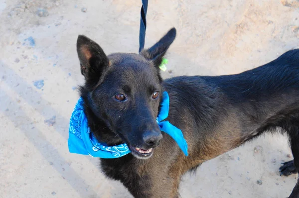 動物保護施設の領土で飼育されたホームレスの犬 — ストック写真