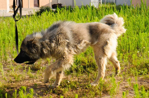 Wyhodowany bezdomny pies na terytorium schroniska dla zwierząt — Zdjęcie stockowe