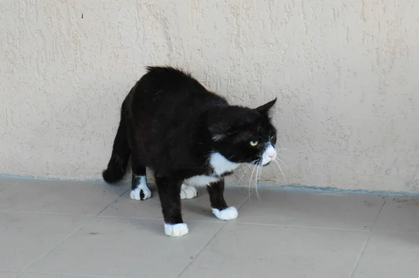 在动物收容所的街道上惊恐的大病无家可归的猫 — 图库照片