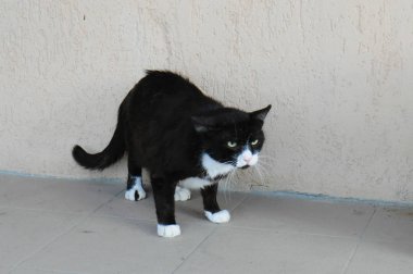 Hayvan barınağı topraklarında sokakta korkmuş büyük hasta evsiz kedi