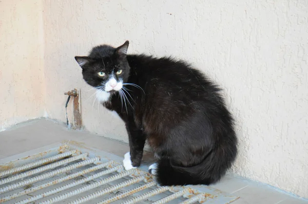 在动物收容所的街道上惊恐的大病无家可归的猫 — 图库照片