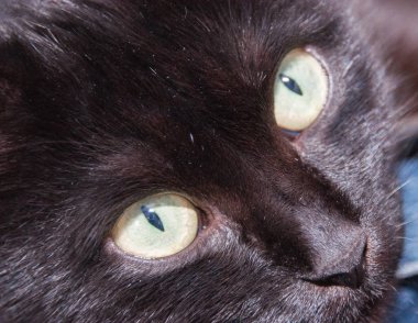 Sarı gözlü kara kedi, yaklaş. Hayvan Günü ve Kedi Günü