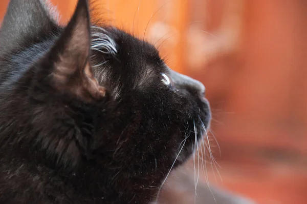 Beautiful black cat looks away closeup profile. Animal Day and Cat Day