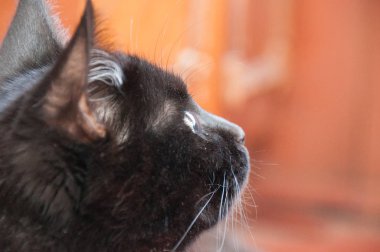 Güzel siyah kedi yakından profil çıkarmayı reddediyor. Hayvan Günü ve Kedi Günü