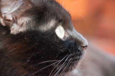 Güzel siyah kedi yüzünü çeviriyor, yakından bakıyor. Hayvan Günü ve Kedi Günü