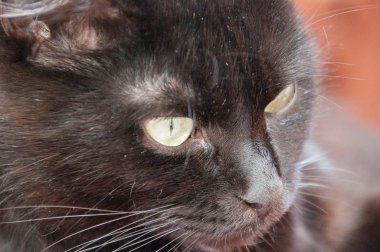 Çok güzel siyah kedinin sarı gözleri. Hayvan Günü ve Kedi Günü