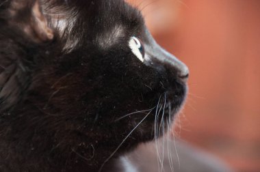 Güzel siyah kedi yüzünü çeviriyor, yakından bakıyor. Hayvan Günü ve Kedi Günü