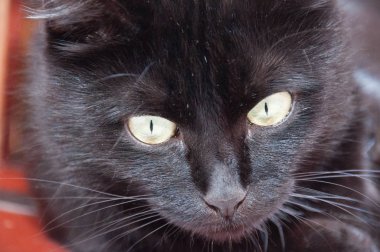 Çok güzel siyah kedinin sarı gözleri. Hayvan Günü ve Kedi Günü