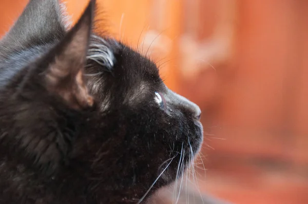 漂亮的黑猫把特写镜头转过去. 动物日和猫日 — 图库照片