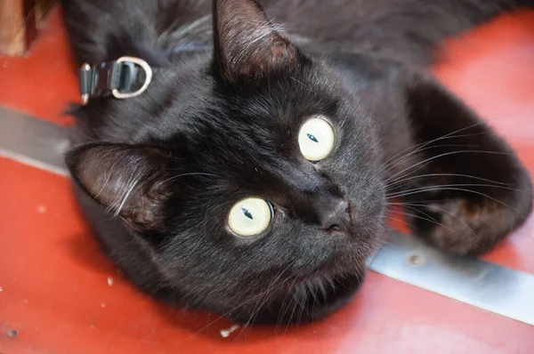 黑猫戴着领子，黄色美丽的眼睛躺在地板上。 动物日和猫日 — 图库照片