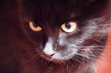 Sarı gözlü kara kedi, yaklaş. Hayvan Günü ve Kedi Günü