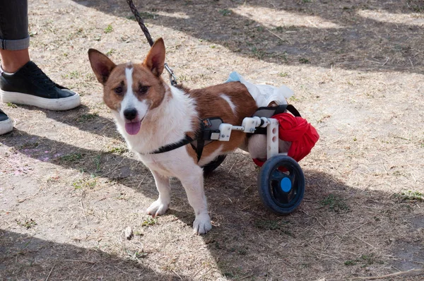 Ucraina, Chernihiv, 15 settembre 2019: Marcia mondiale per i diritti degli animali, contro le fattorie di pellicce, per la creazione di centri di sterilizzazione e sovraesposizione degli animali — Foto Stock