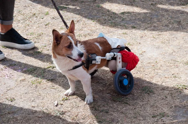 Ucraina, Chernihiv, 15 settembre 2019: Marcia mondiale per i diritti degli animali, contro le fattorie di pellicce, per la creazione di centri di sterilizzazione e sovraesposizione degli animali — Foto Stock