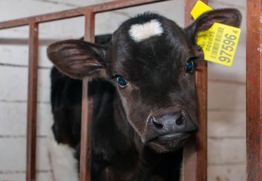 Çiftlikte bir dispanser içinde buzağı kız