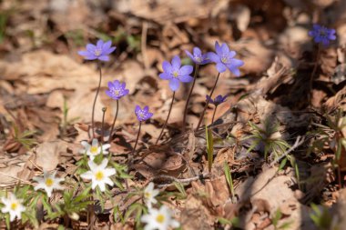 Ormanda yetişen mavi Scilla çiçeği