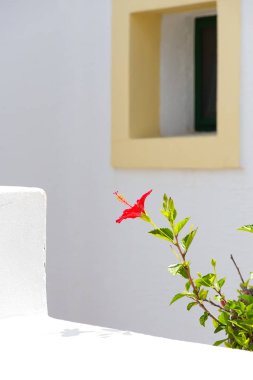 Beyaz duvar ve pencere ile hibiscus rosa-sinensis.