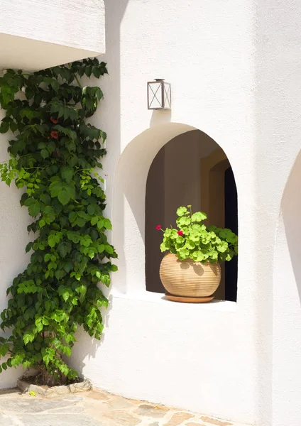 Clay pot with geranium plant and vine on a wall in Greece