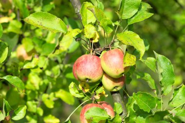 Elma ağacının dalında sallanan elma meyveleri