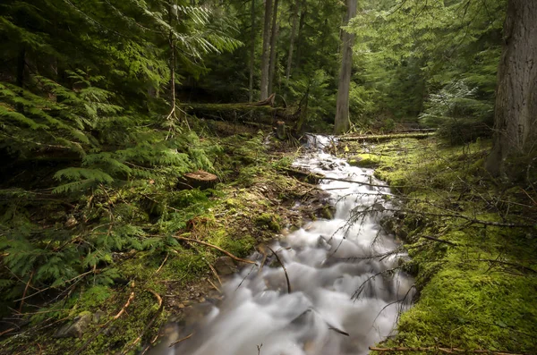 Exuberante Arroyo Montaña Verde Precipita Sobre Rocas Cerca Del Lago — Foto de Stock