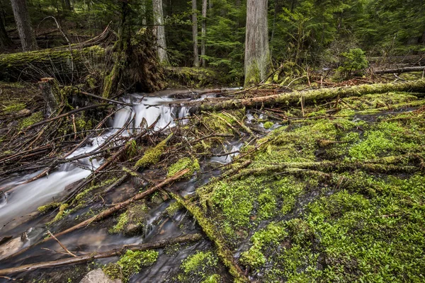 几个倒下的四肢是分层在郁郁葱葱的森林地板上由海登湖 爱达荷州的山溪 — 图库照片