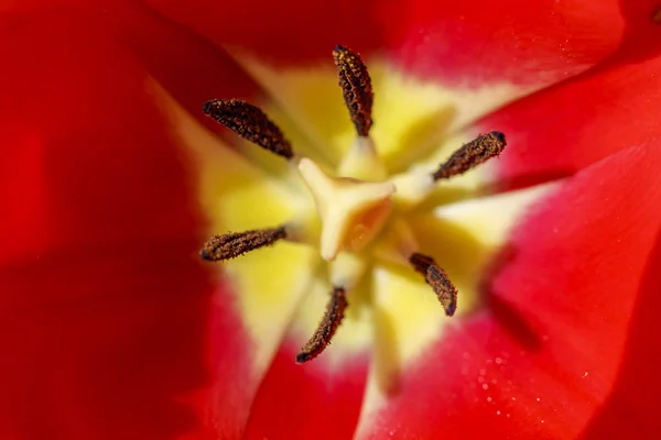 Červený Tulipán Podsvícení Zahradě Severní Idaho — Stock fotografie