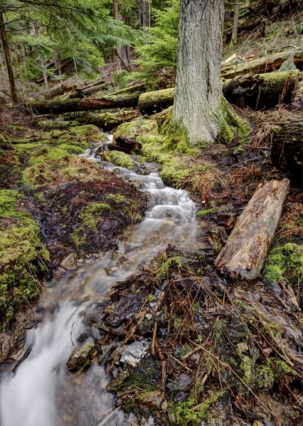 Riacho Montanha Verde Exuberante Corre Sobre Rochas Perto Lago Hayden — Fotografia de Stock