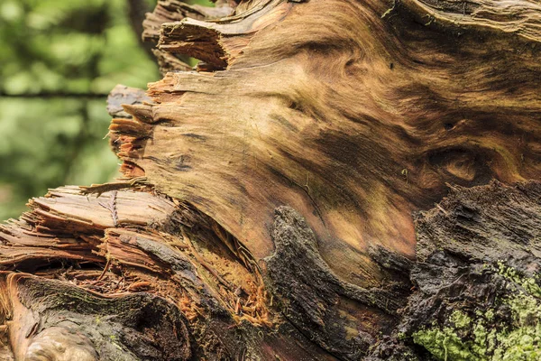 Een Close Beeld Van Patronen Een Natte Omgevallen Boom Ten — Stockfoto