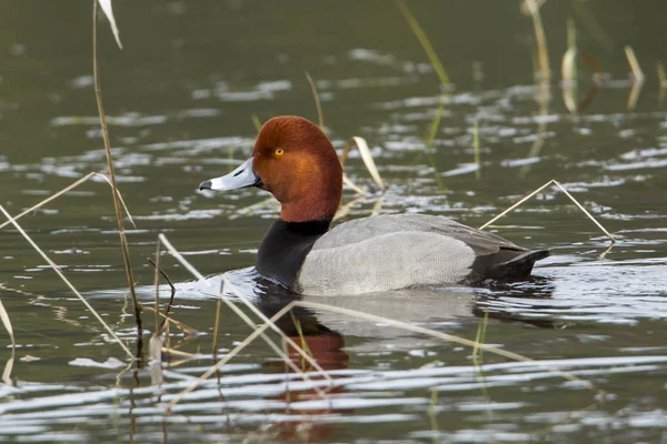Male Redhead Duck Aythya Americana Swimming Hauser Lake — Stock Photo, Image