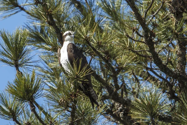 Una Majestuosa Águila Pescadora Pandion Haliaetus Alza Árbol Junto Lago — Foto de Stock