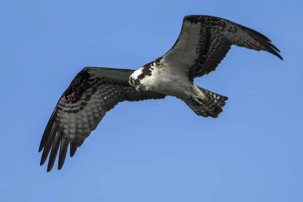 Osprey Pandion Haliaetus Eleva Cielo Sobre Lago Fernan Norte Idaho —  Fotos de Stock