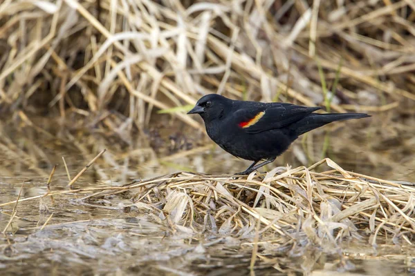 Een Rode Gevleugelde Merel Een Moerassig Gebied Hauser Lake Idaho — Stockfoto