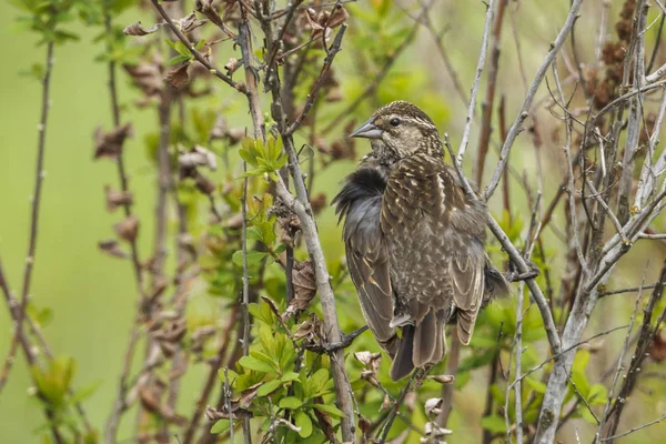 Song Sparrow Perched Bush Hauser Idaho — Stock Photo, Image