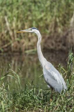 Büyük mavi balıkçıl (ardea herodias) Kuzey Idaho Mika koyunda.