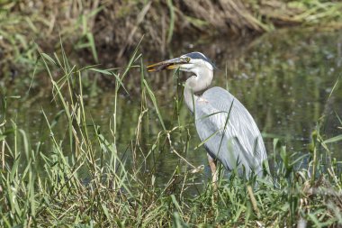 Büyük mavi balıkçıl (ardea herodias) Kuzey Idaho Mika Koyu'ndaki bir balık yakalar.