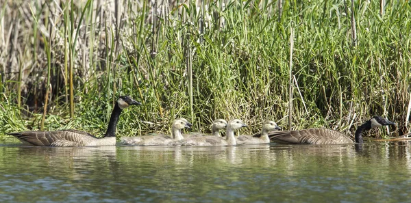 Dois Gansos Canadenses Branta Canadensis Seus Gansos Parque Estadual Heyburn — Fotografia de Stock