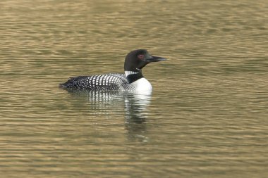 Ortak loon (gavia Immer) Fernan gölde Coeur d'Alene, Idaho tarafından yüzüyor..