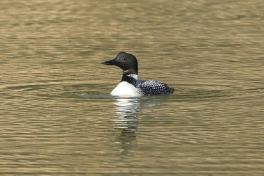 Ortak loon (gavia Immer) Fernan gölde Coeur d'Alene, Idaho tarafından yüzüyor..