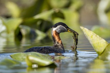 Bir günlük Kuzey Idaho Fernan gölde bir kırmızı - kanatlı blackbird yürür.