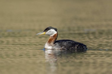 Bir günlük Kuzey Idaho Fernan gölde bir kırmızı - kanatlı blackbird yürür.