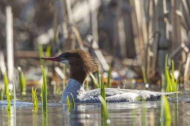 Fernan Gölü Kuzey Idaho'kadın ortak merganser (mergus merganser).