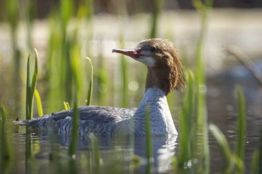 Fernan Gölü Kuzey Idaho'kadın ortak merganser (mergus merganser).